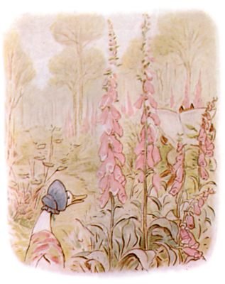 Fox-gloves